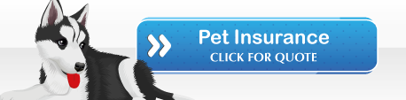 Pet-Insurance-Ireland